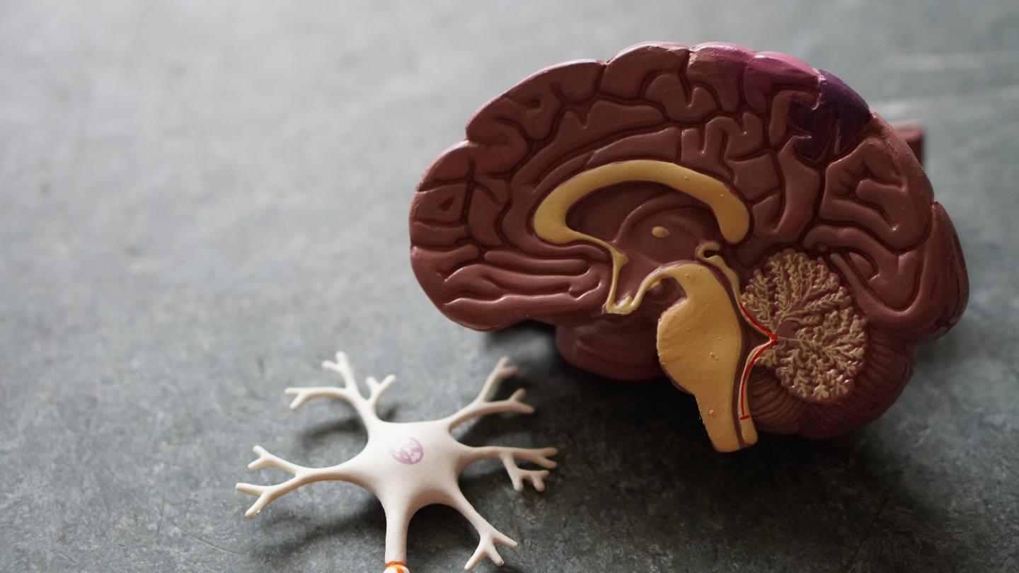 image of a plastic model of a brain, cut in half to see brain material 